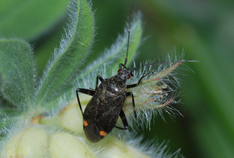 Miridae da det.